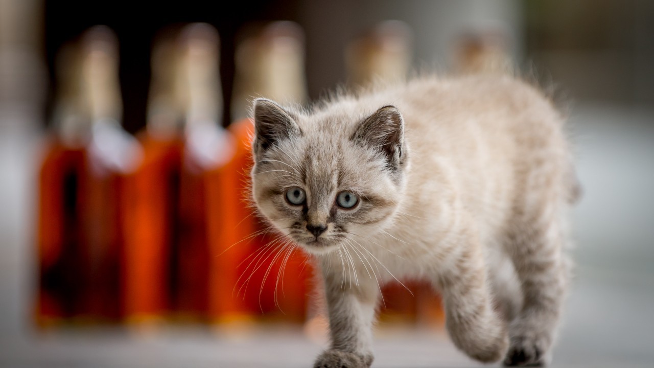 The kitten will follow in the footsteps of the distillery's legendary mouser, Towser, who caught 28,899 mice in her 24 years at the distillery.