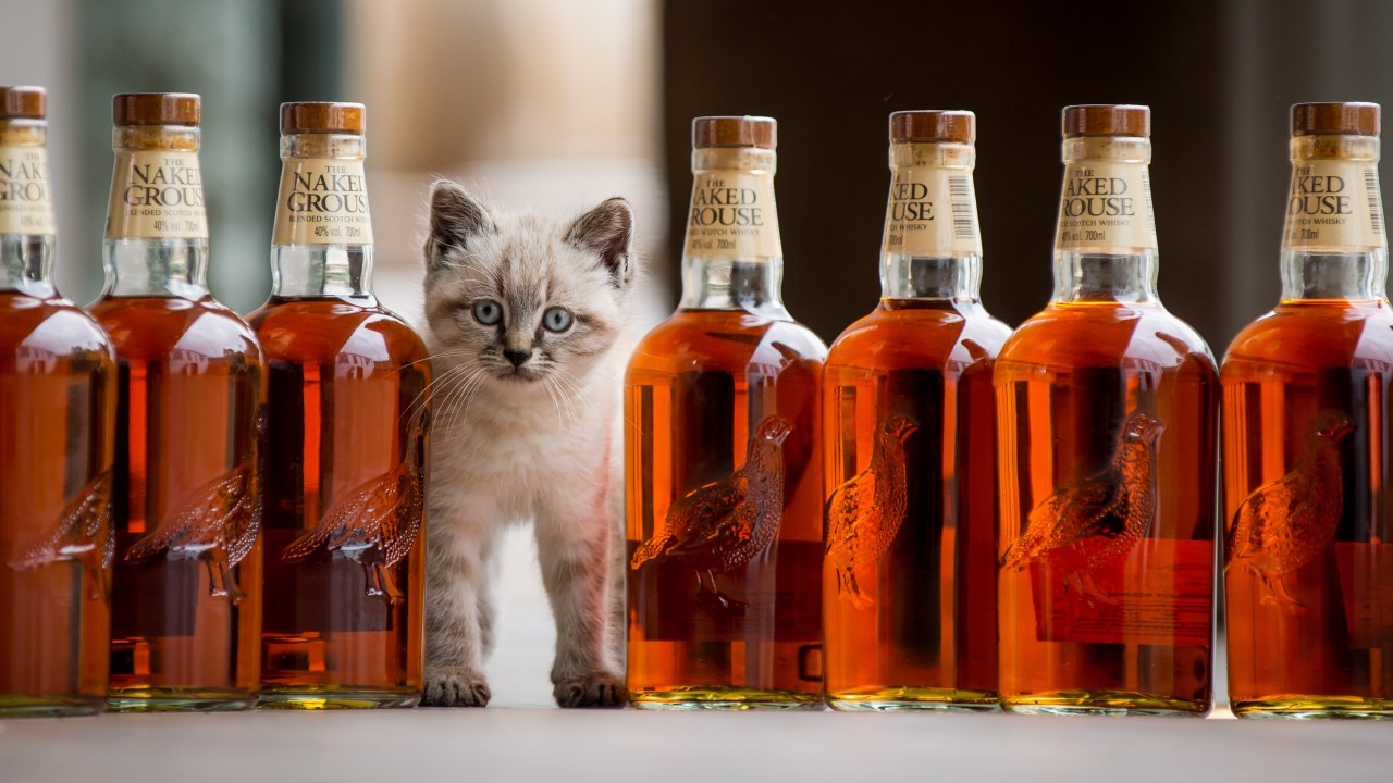 Peat was the official mouser at The Famous Grouse Experience, at Glenturret Distillery.