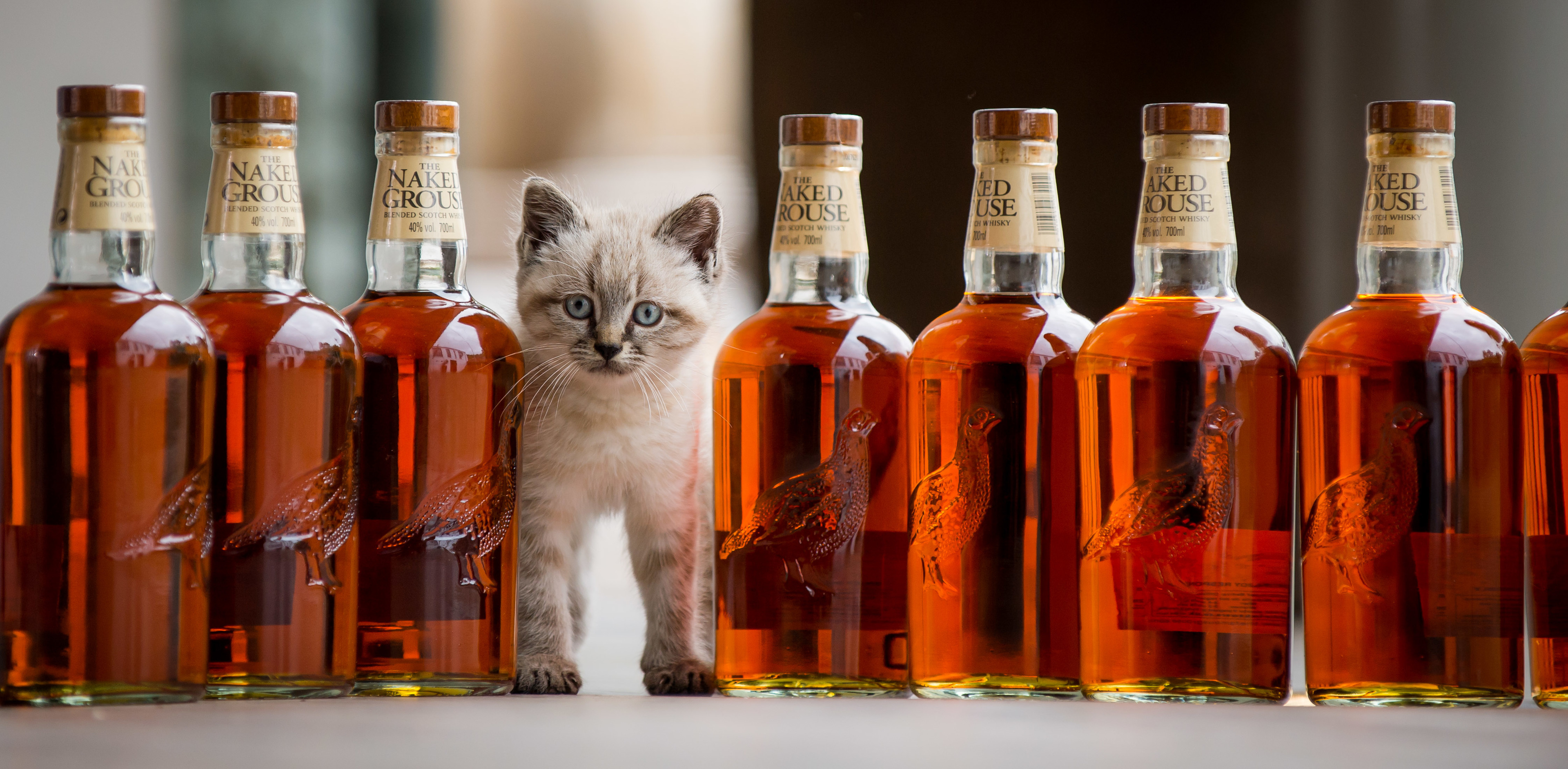 Peat was the official mouser at The Famous Grouse Experience, at Glenturret Distillery.