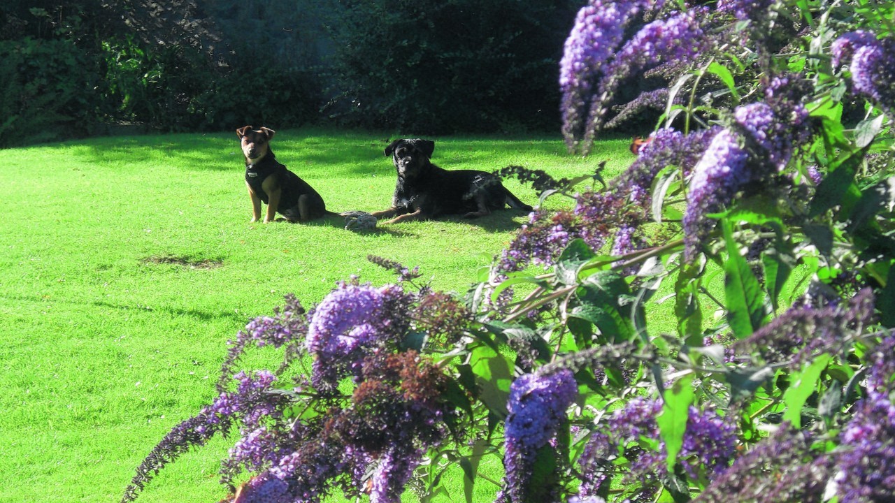 Here is Fergus and Hector soaking up the sun in the garden.  They live with Evelyn in Macduff.