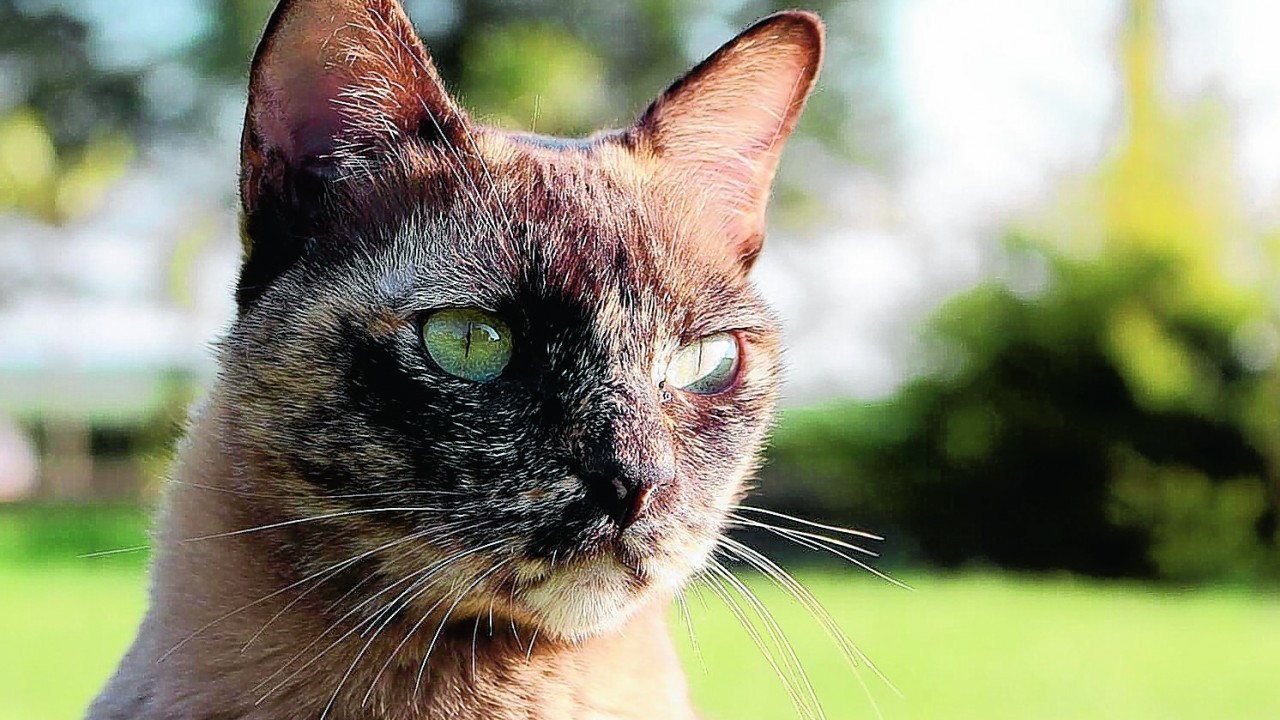 Meet our winner this week. Seska the chocolate Tortie Burmese cat lives with the Reid family at Crudie, Aberdeenshire.