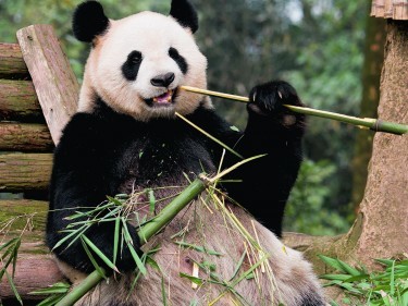 Giant panda 