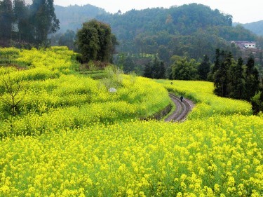 Rape seed flowers in Qianwei