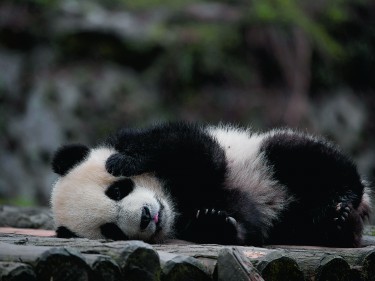 Baby panda