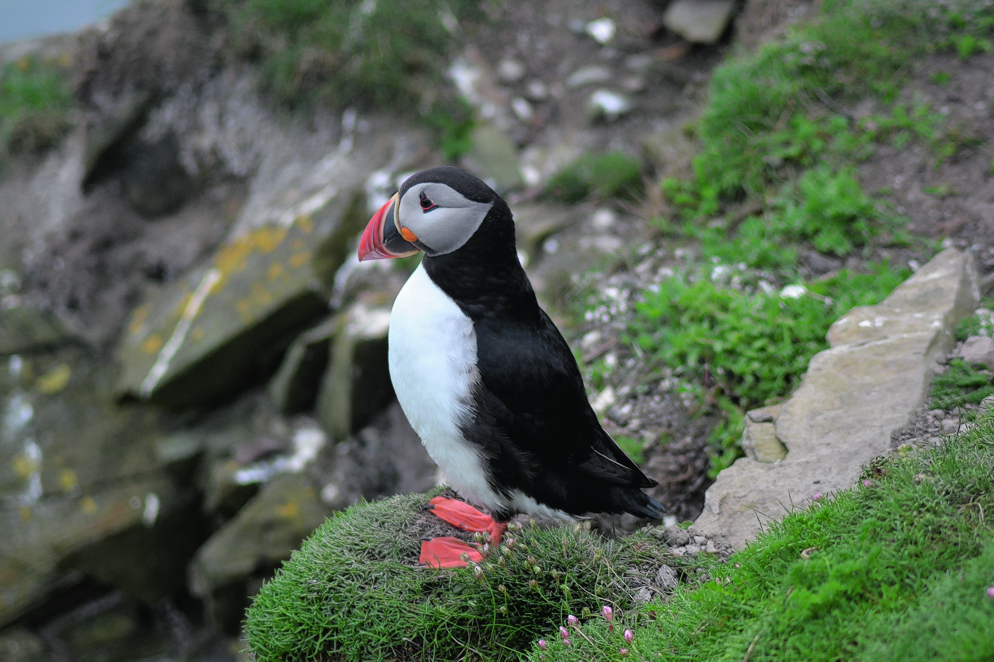 HIE aims to make sure Fair Isle is not just for the birds