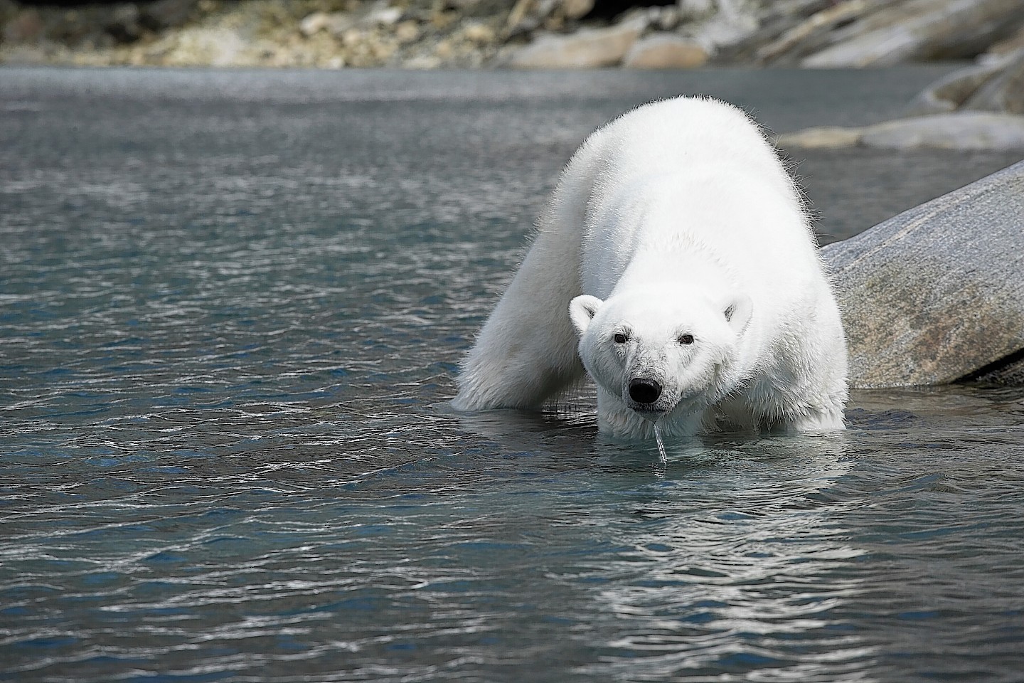 Alistair Walker's trip to the Arctic