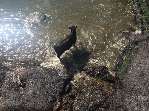 Cow water in Aberdeen Harbour. Picture credit: Fraser Graham, Twitter