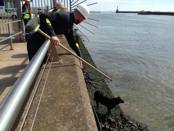 Rescuers try to get to the cow at Aberdeen Harbour