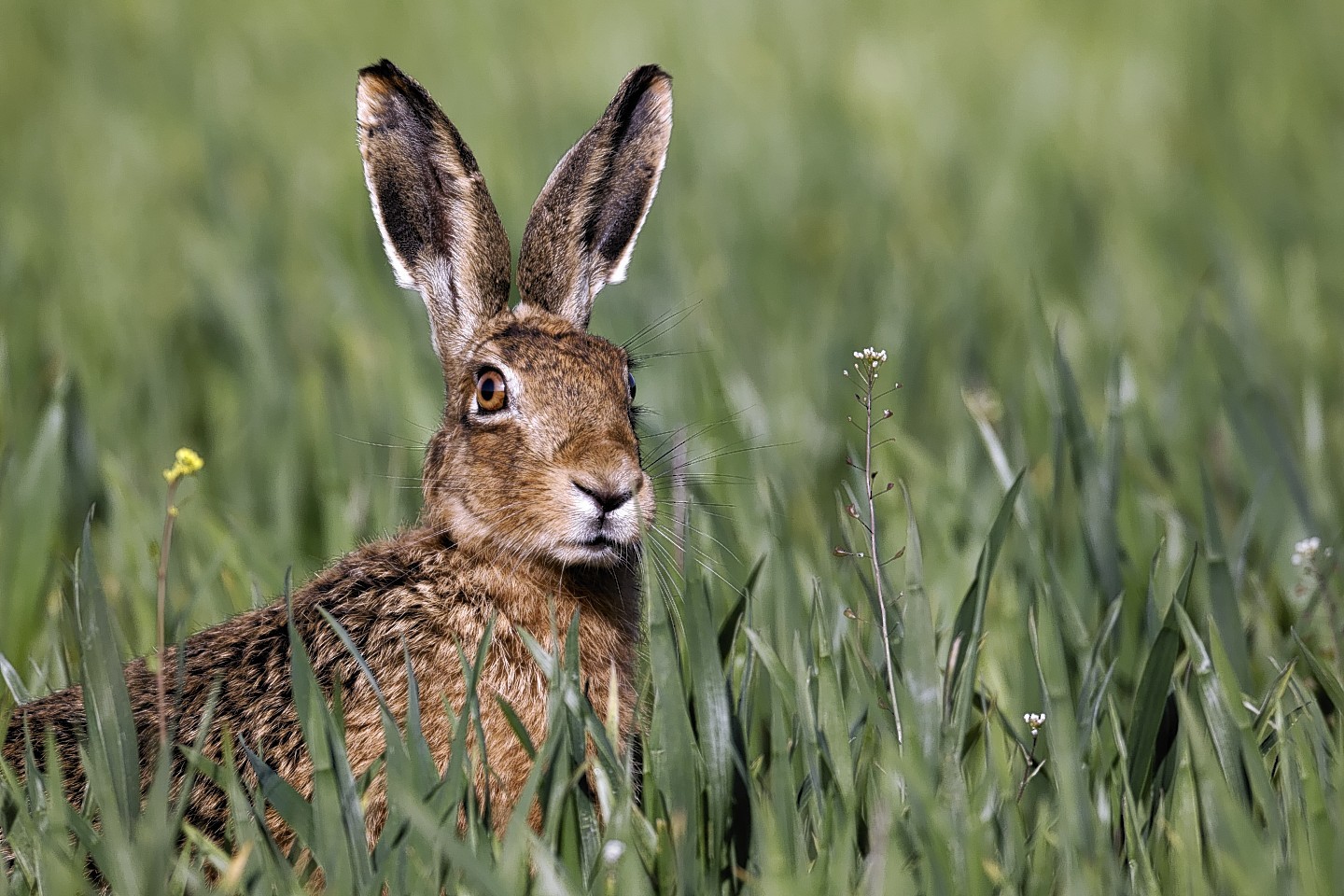 Brown hare