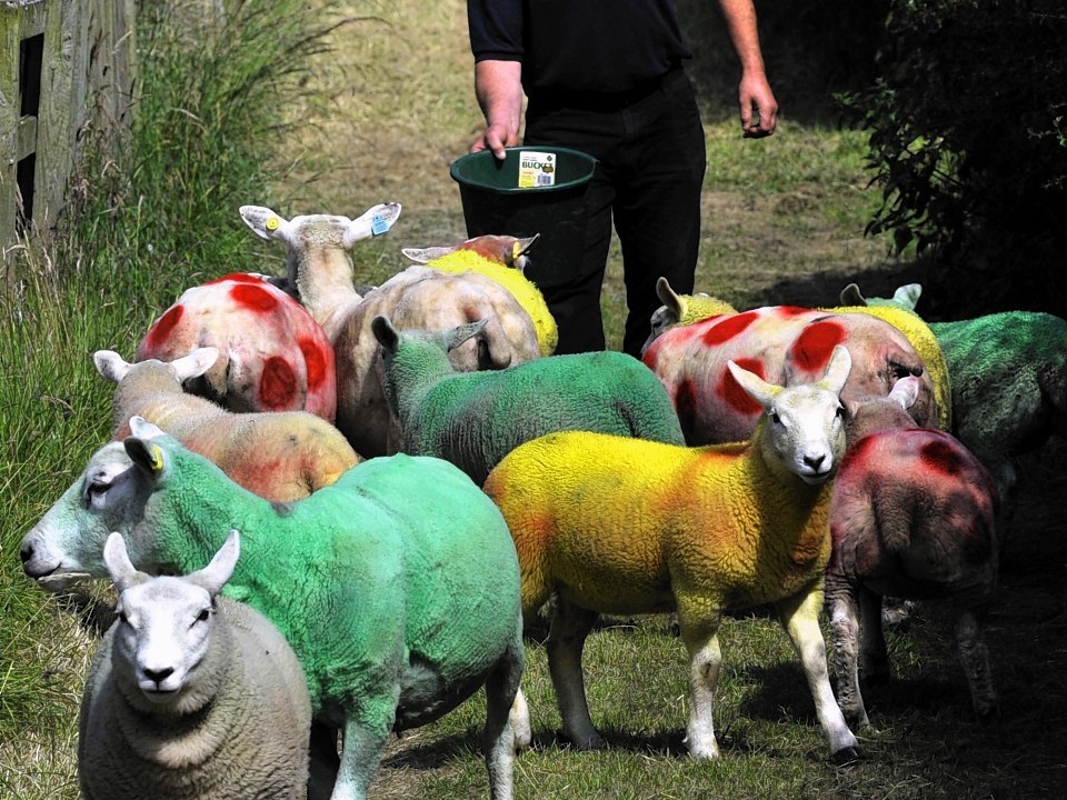 Farmer Keith Chapman, a keen cycler, painted his flock in the Yellow Race leaders jersey