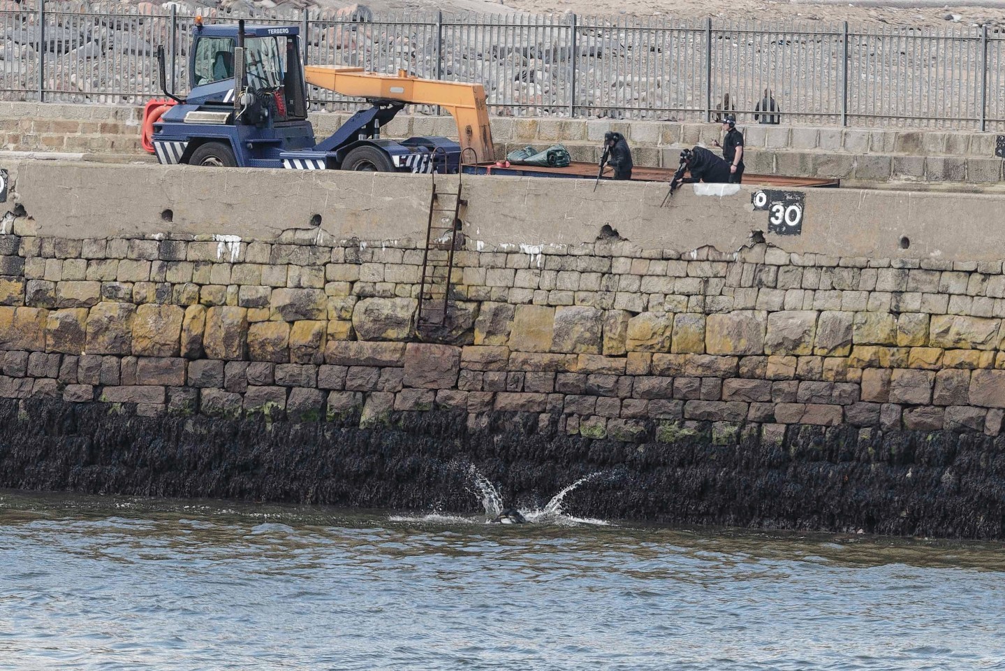 Police shot the cow at Aberdeen Harbour
