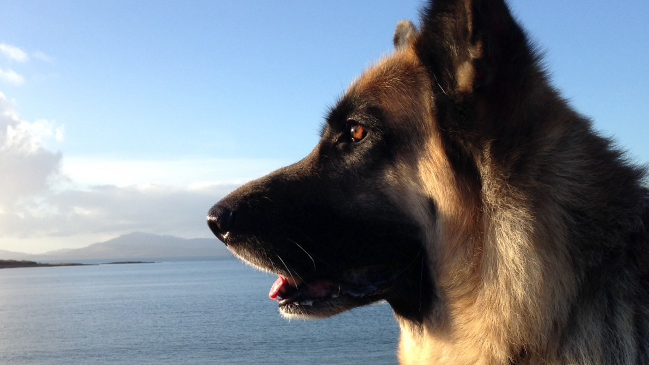 Nine year old German Shepherd Diesel lives in Oban with Dorothy Harper.