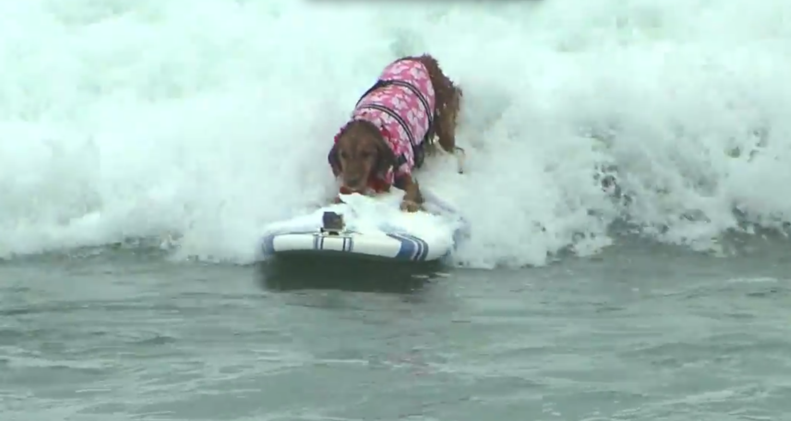 Dog surfing USA