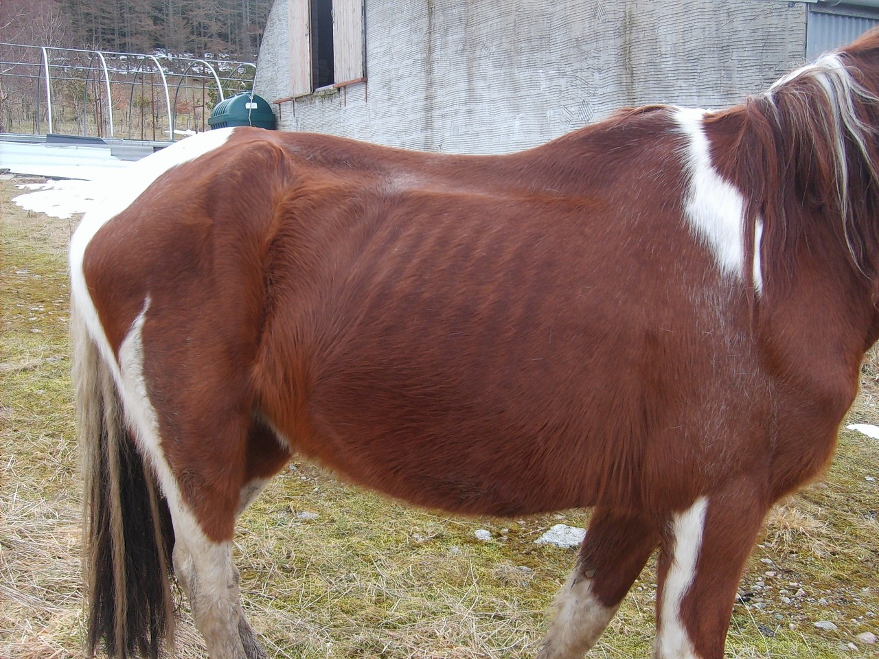 Emaciated horse