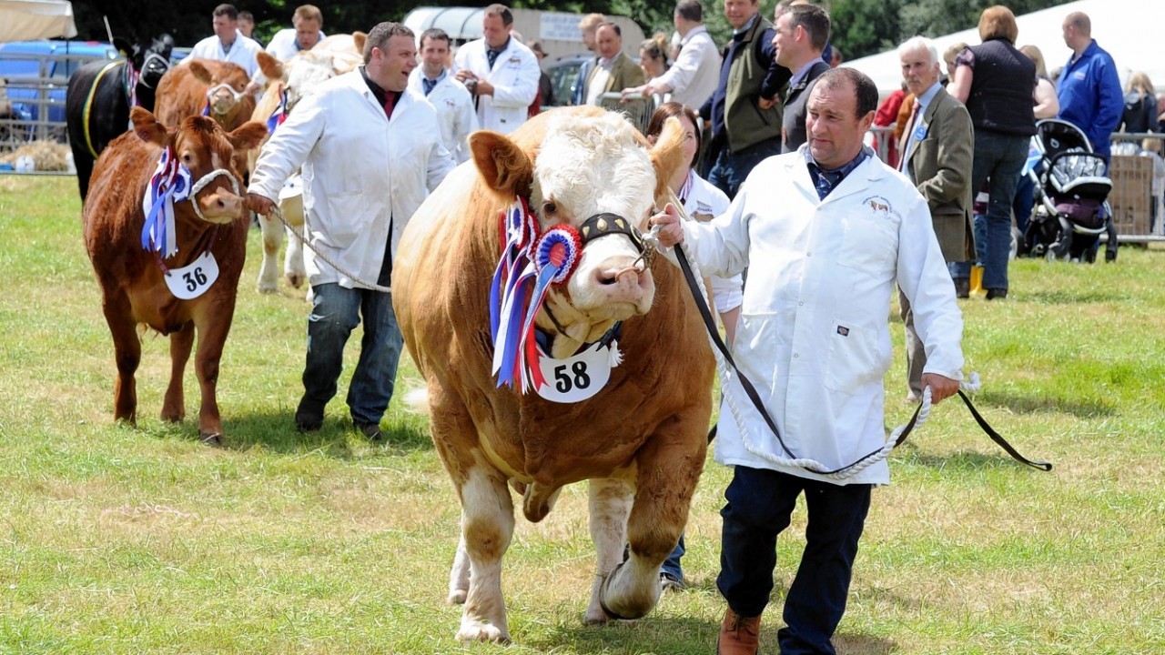 Cattle judging at the Fettercairn Show