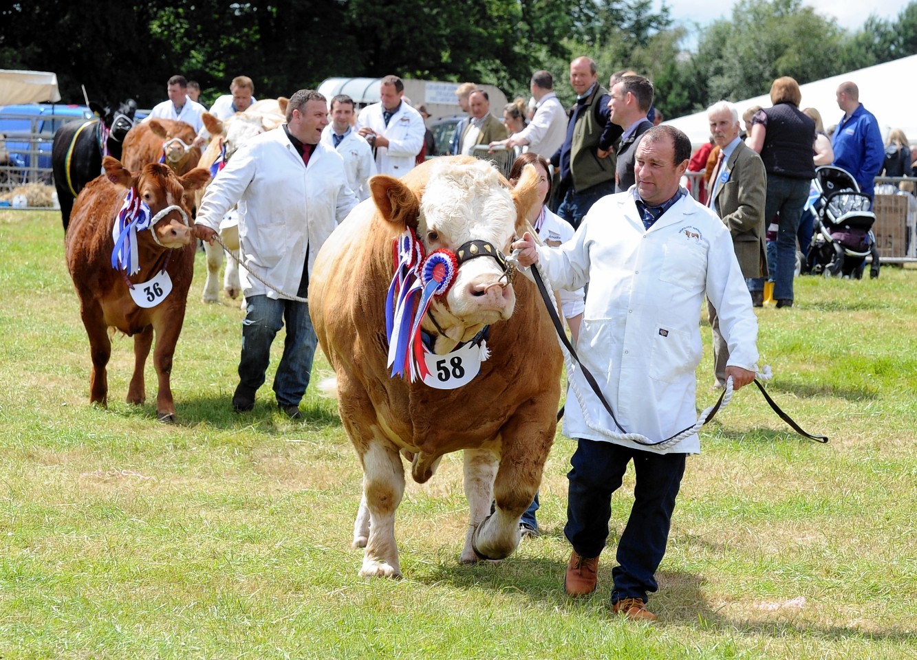 Cattle judging at the Fettercairn Show
