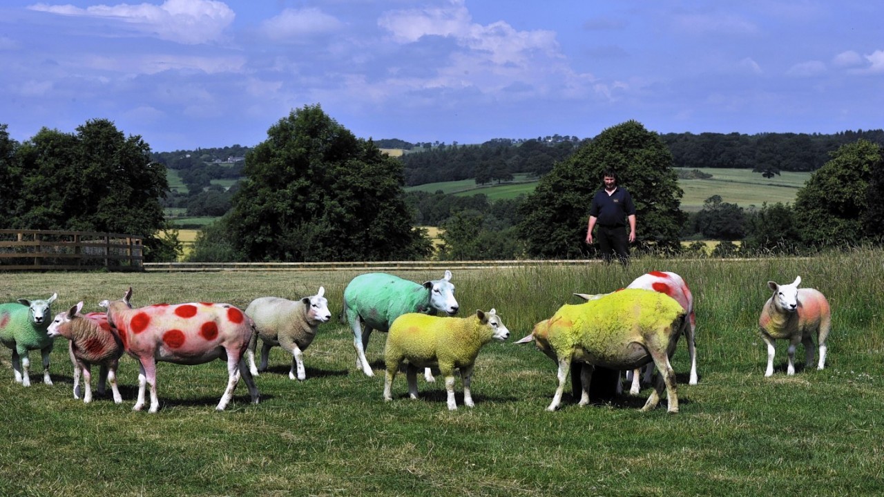 Sheep painted in the colours of the Tour de France winners jerseys in fields near Harrogate