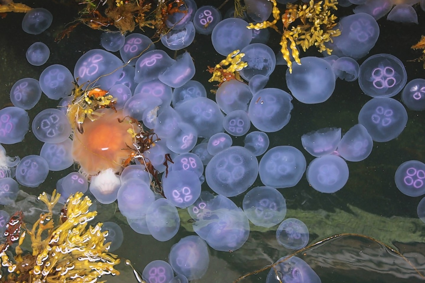The jellyfish invasion