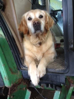 Maddie the golden retriever lives with Steven, Elaine and Ailsa in Deerness, Orkney.