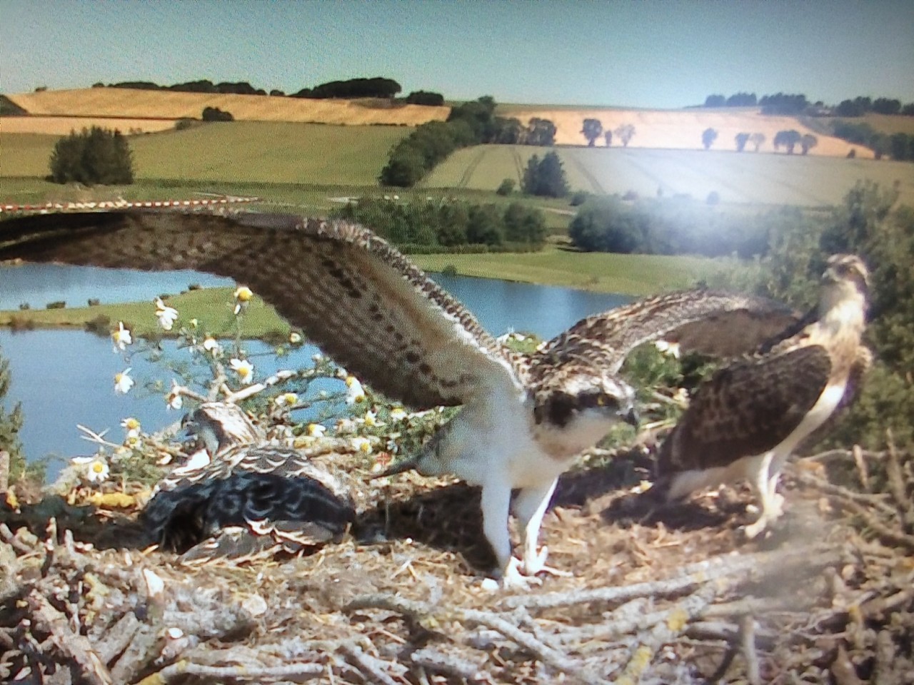 Nesting ospreys