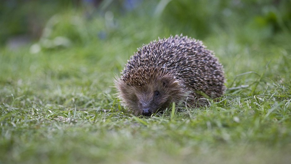 The hedgehog population is in decline
