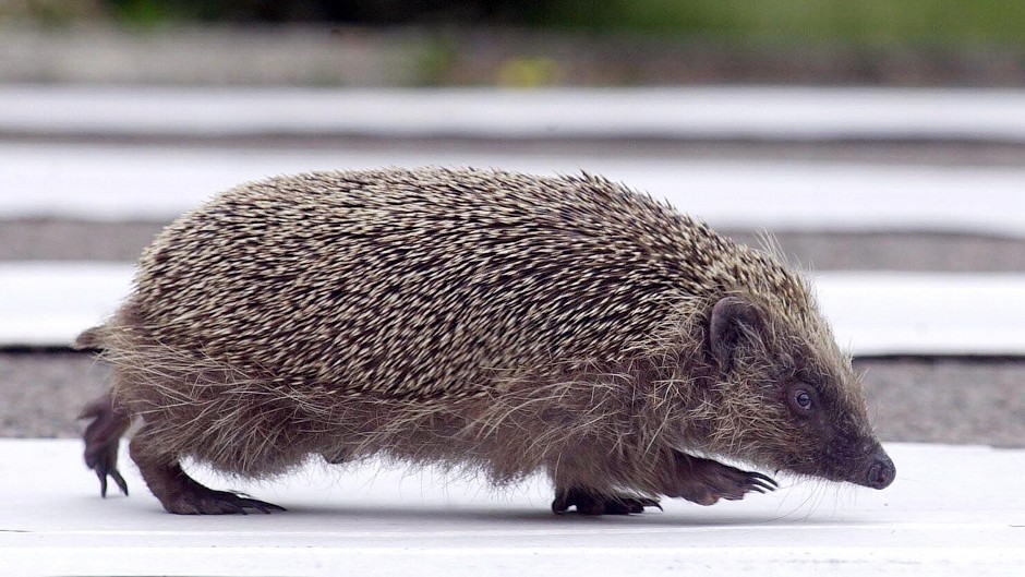 The hedgehog population is in decline