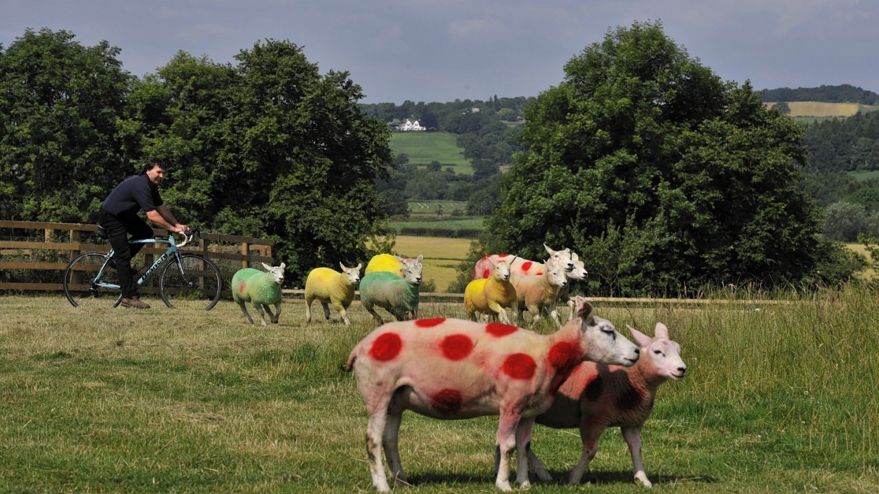 Sheep painted in the colours of the Tour de France winners jerseys in fields near Harrogate