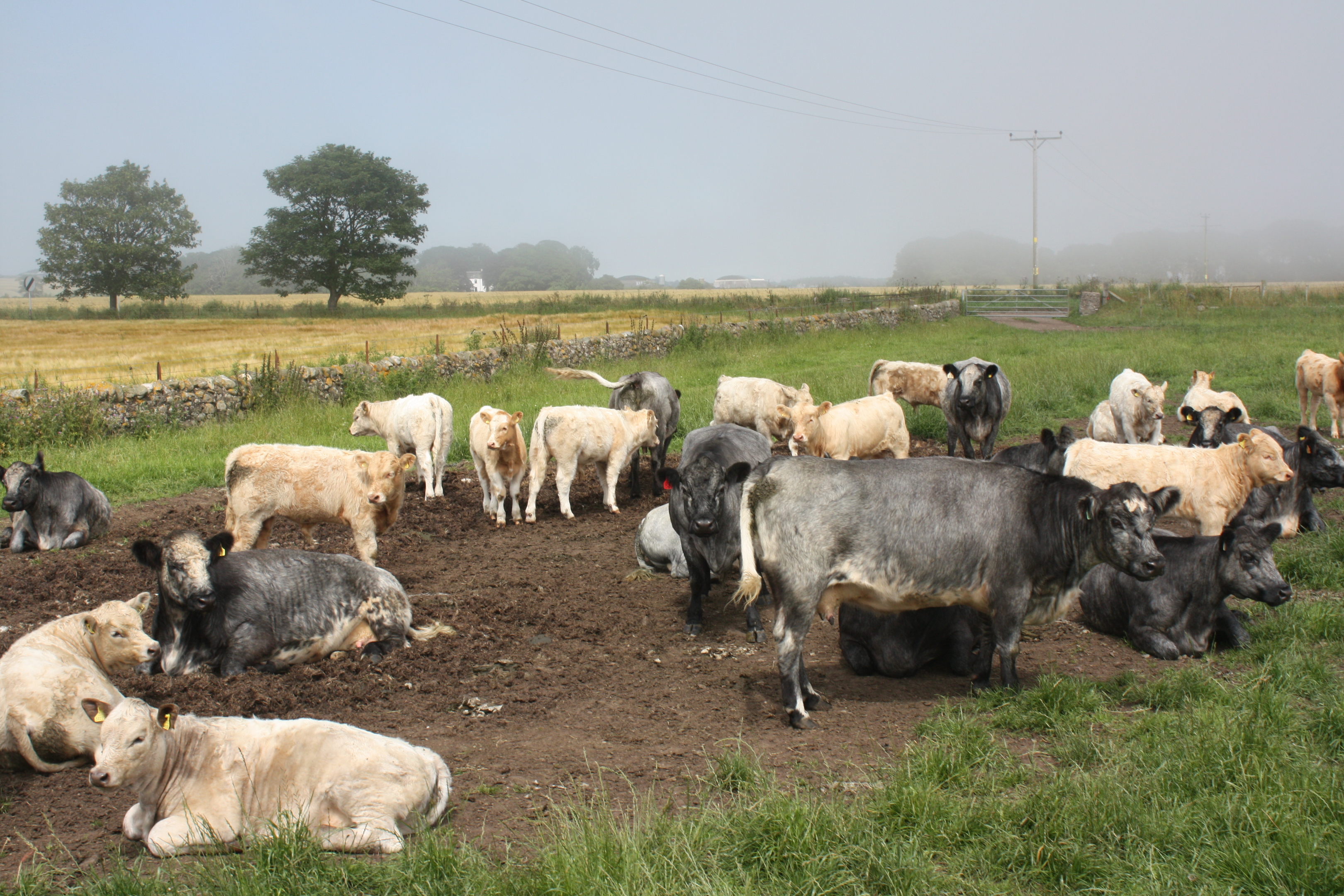 Liver fluke risk is high this autumn