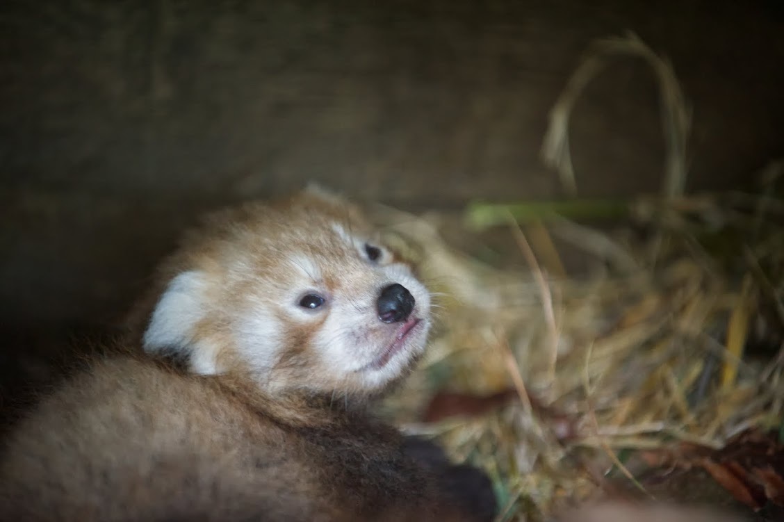 One of the red panda kits born at the Highland Wildlife Park