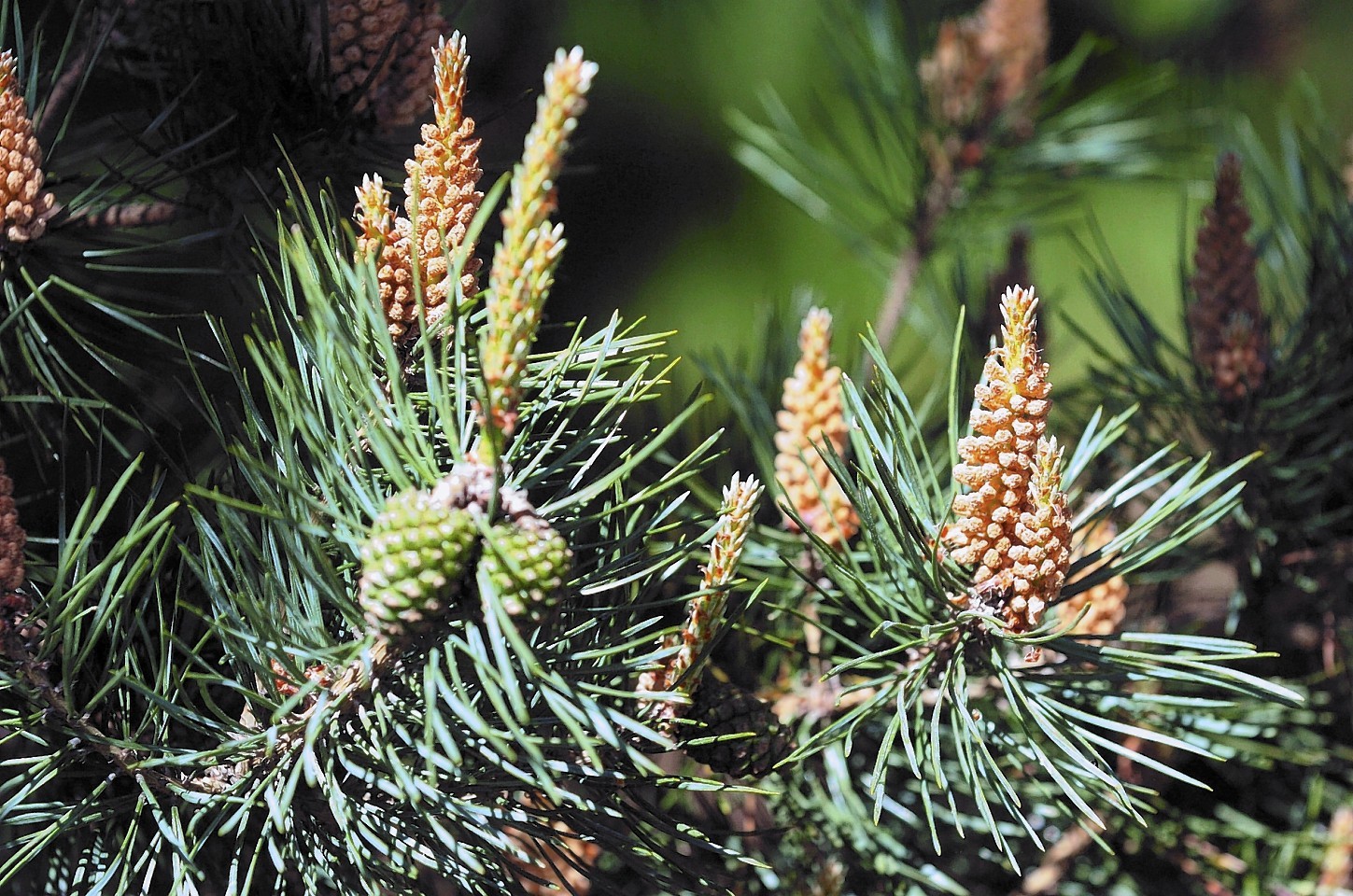 Scots researchers are leading a project to protect Scots Pine from new pests and diseases