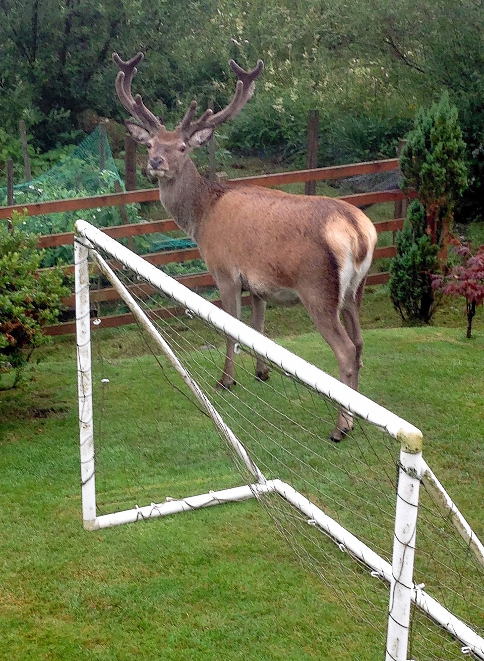 Banavie near Fort William have had daily visits from the young strawberry eating deer.