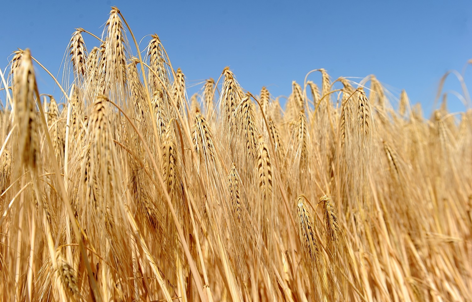 Winter barley plantings are down, but spring plantings are up.