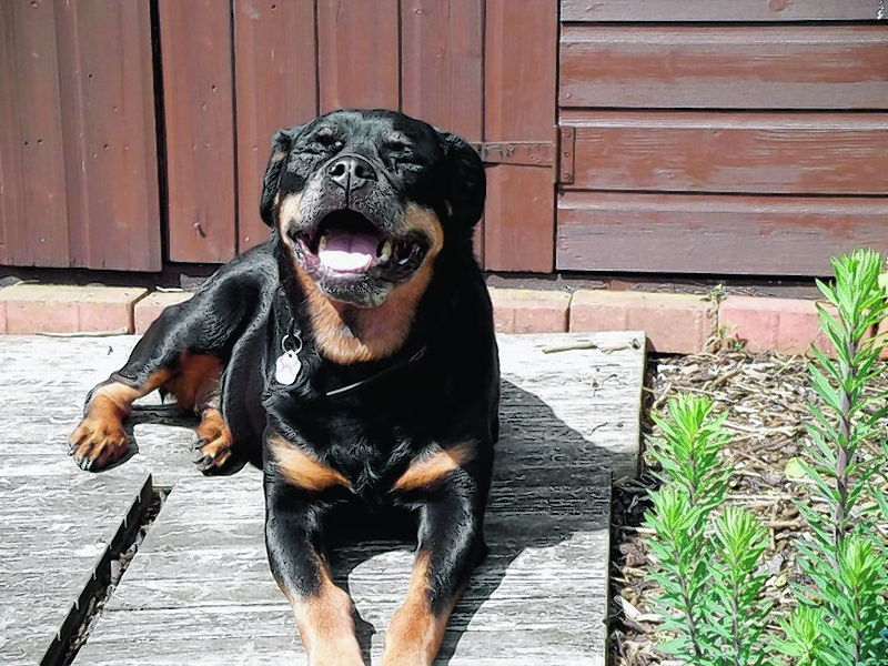 Rosie the 11-year-old rottweiler lives in Bridge of Don with Diane Duncan.