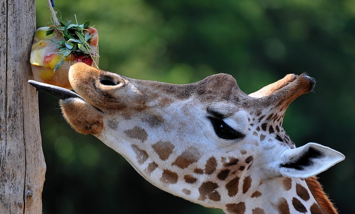 Animals at ZSL London Zoo chill in the heatwave