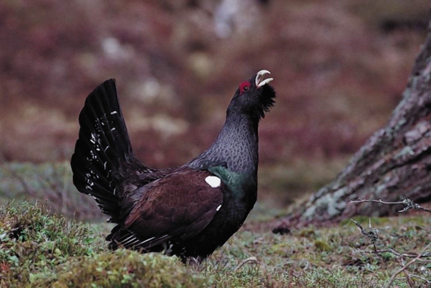 The Capercaillie Framework project is aiming to  expand conservation areas for the iconic bird