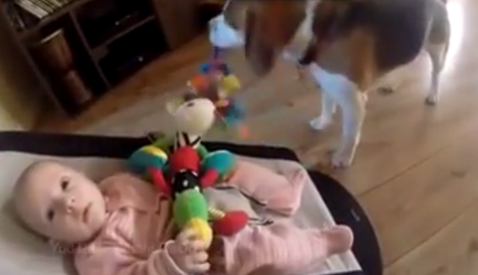 A dog robs a baby of her toy...
