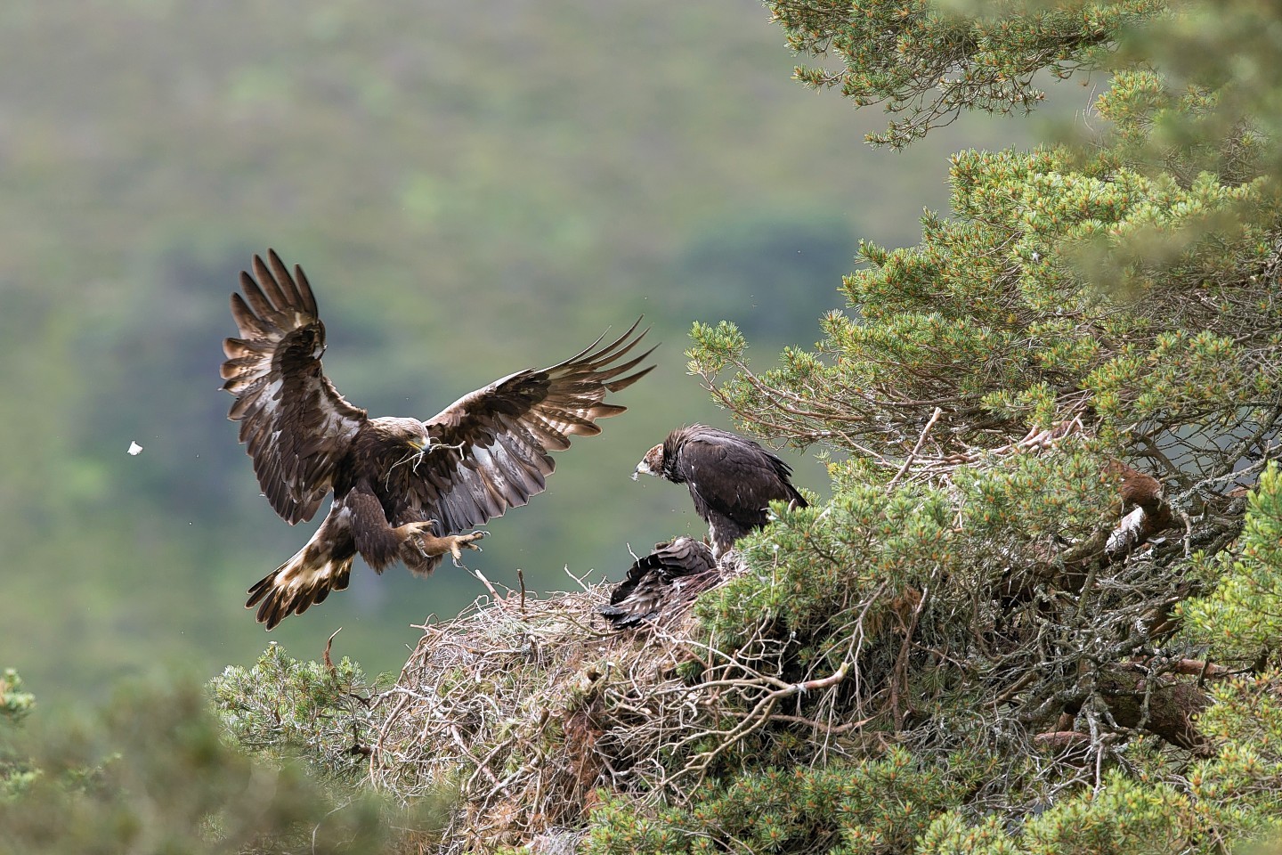 Golden Eagles Picture by Mark Hamblin http://www.markhamblin.com/