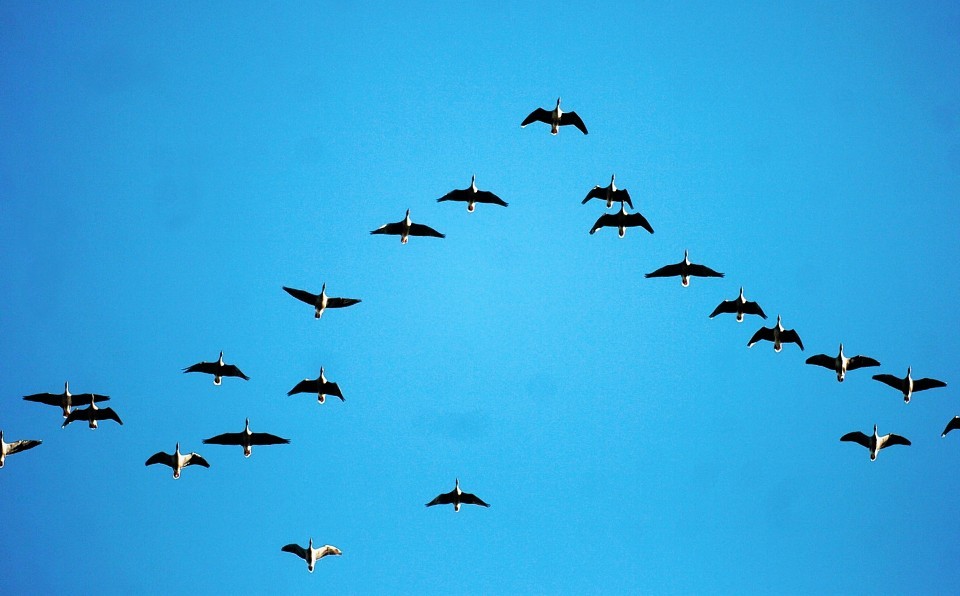 Greylag geese