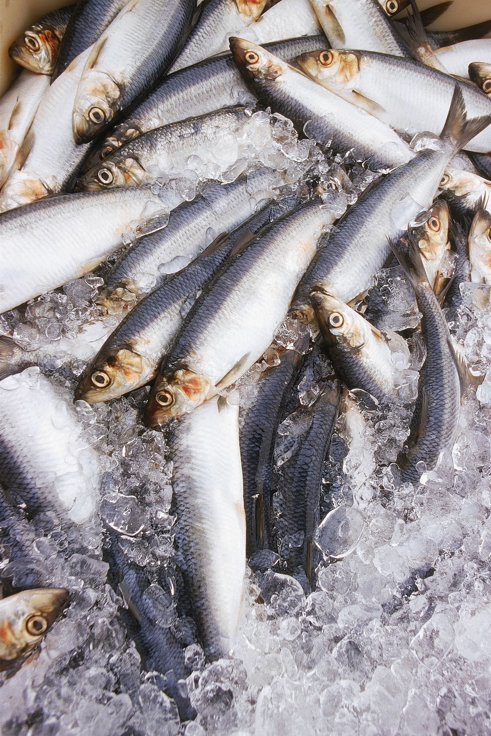 Herring is at the heart of the row over trade sanctions