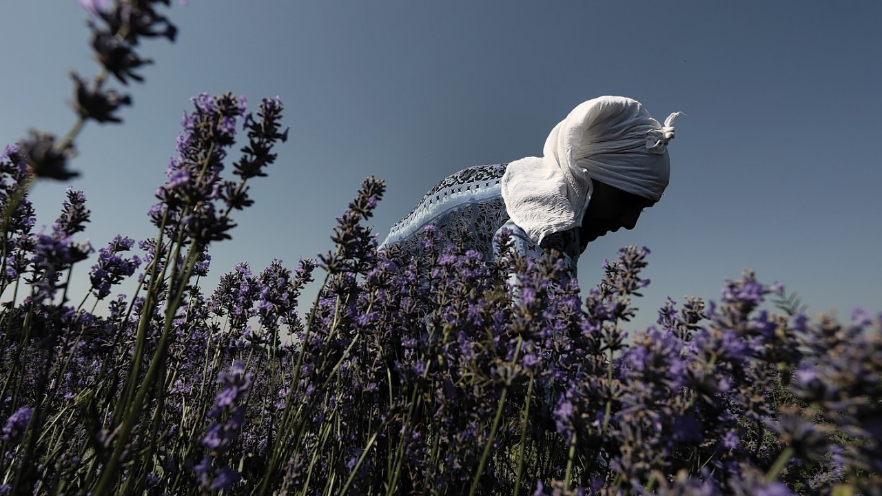 A worker reaps lavender flowers during harvest season near village of Tarnichane in Bulgaria's "Rose valley", 125 miles east of the capital Sofia