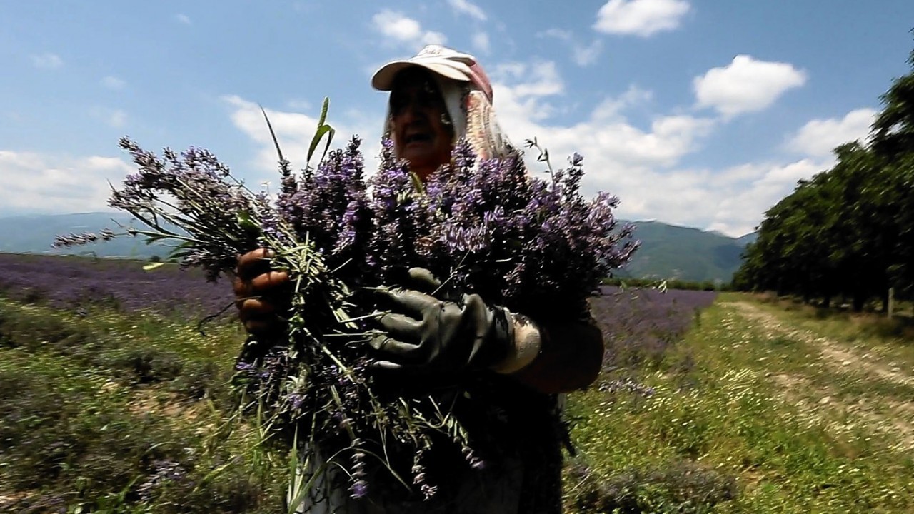 A worker reaps lavender flowers during harvest season near village of Tarnichane in Bulgaria's "Rose valley", 125 miles east of the capital Sofia