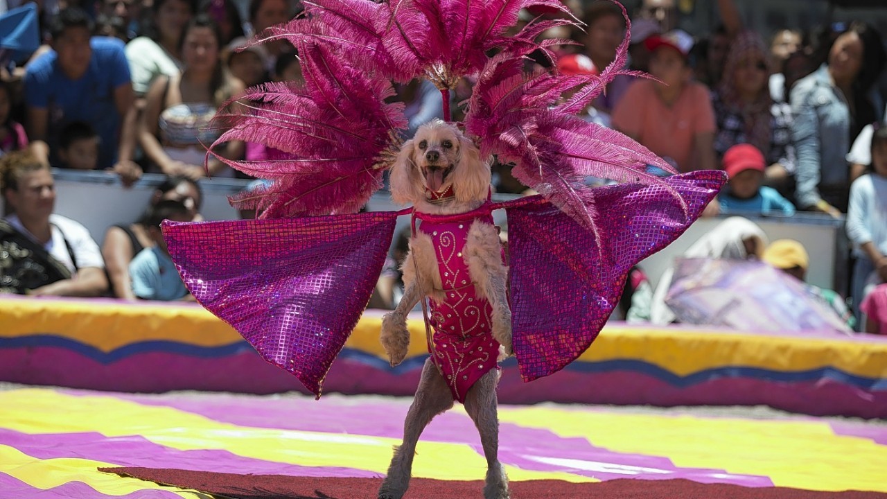 Circus dogs perform during a free public show to protest Mexico City's ban on circus animals, other than horses and dogs, in Mexico City's main square, the Zocalo, Tuesday, July 22, 2014