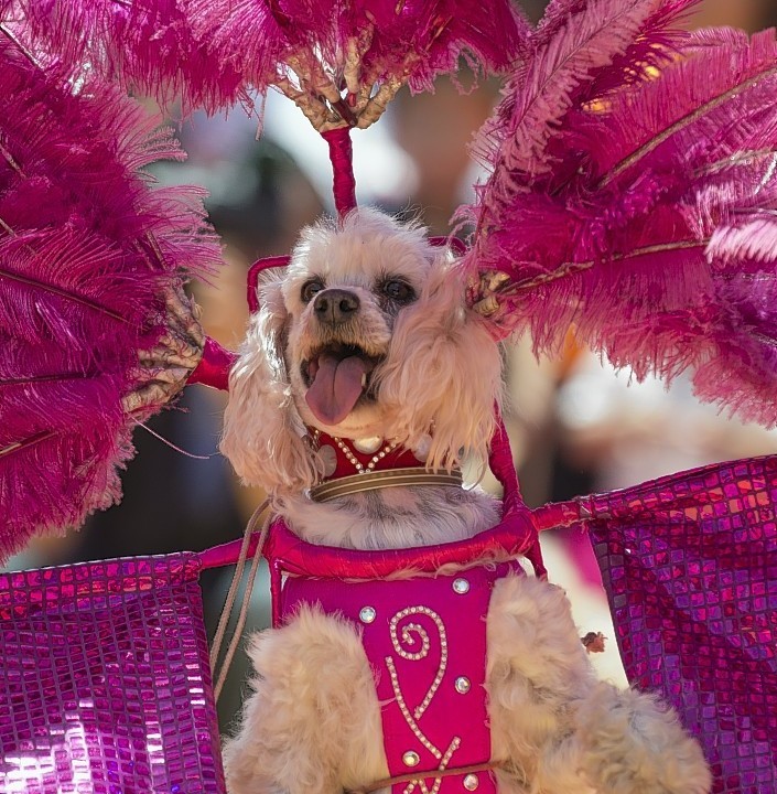 Circus dogs perform during a free public show to protest Mexico City's ban on circus animals, other than horses and dogs, in Mexico City's main square, the Zocalo, Tuesday, July 22, 2014
