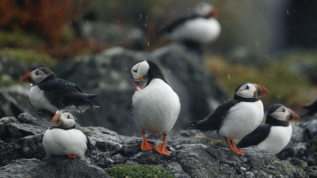 Puffins gathering on the Isle of May to breed
