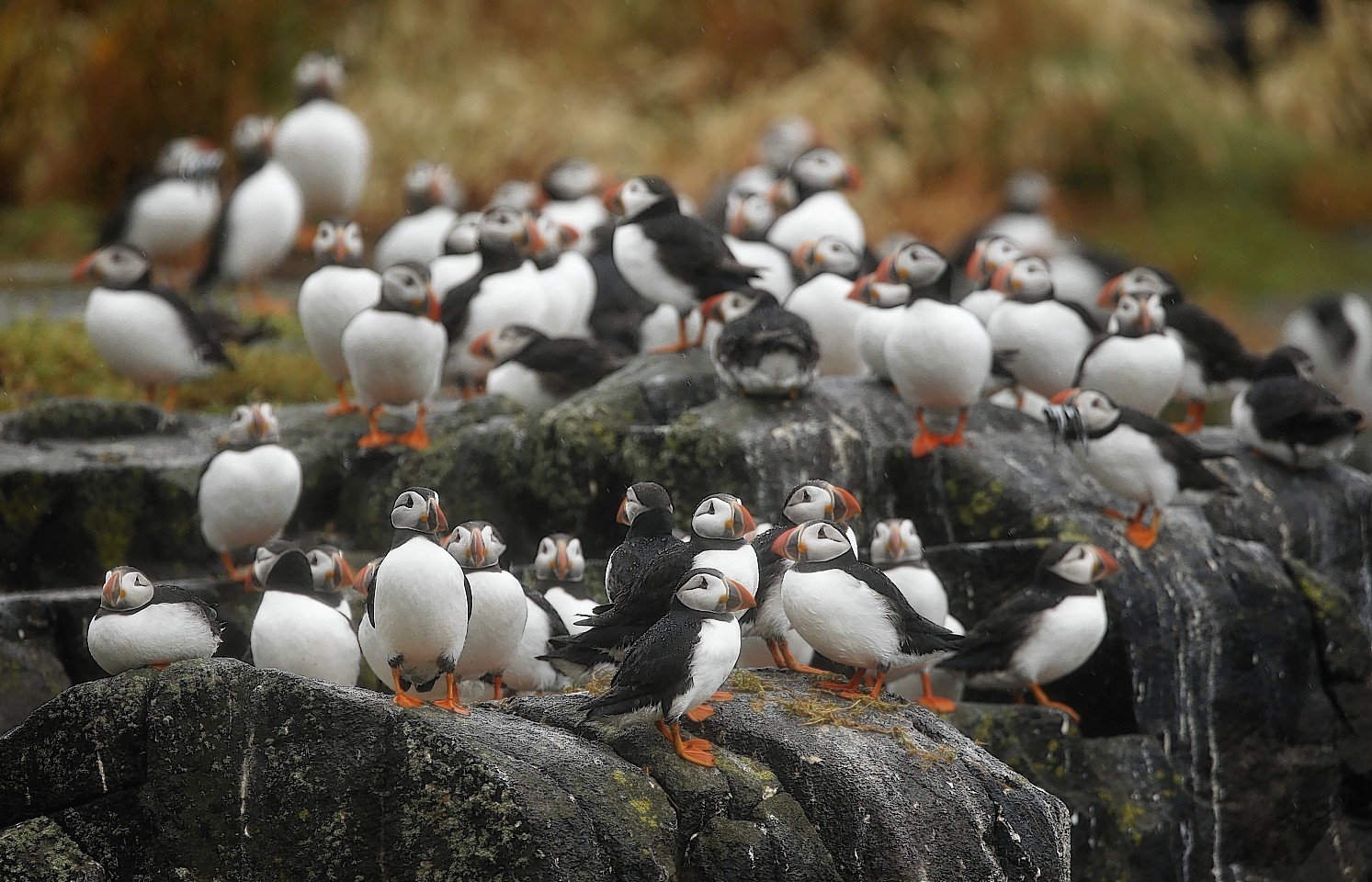  Puffins gathering on the Isle of May to breed