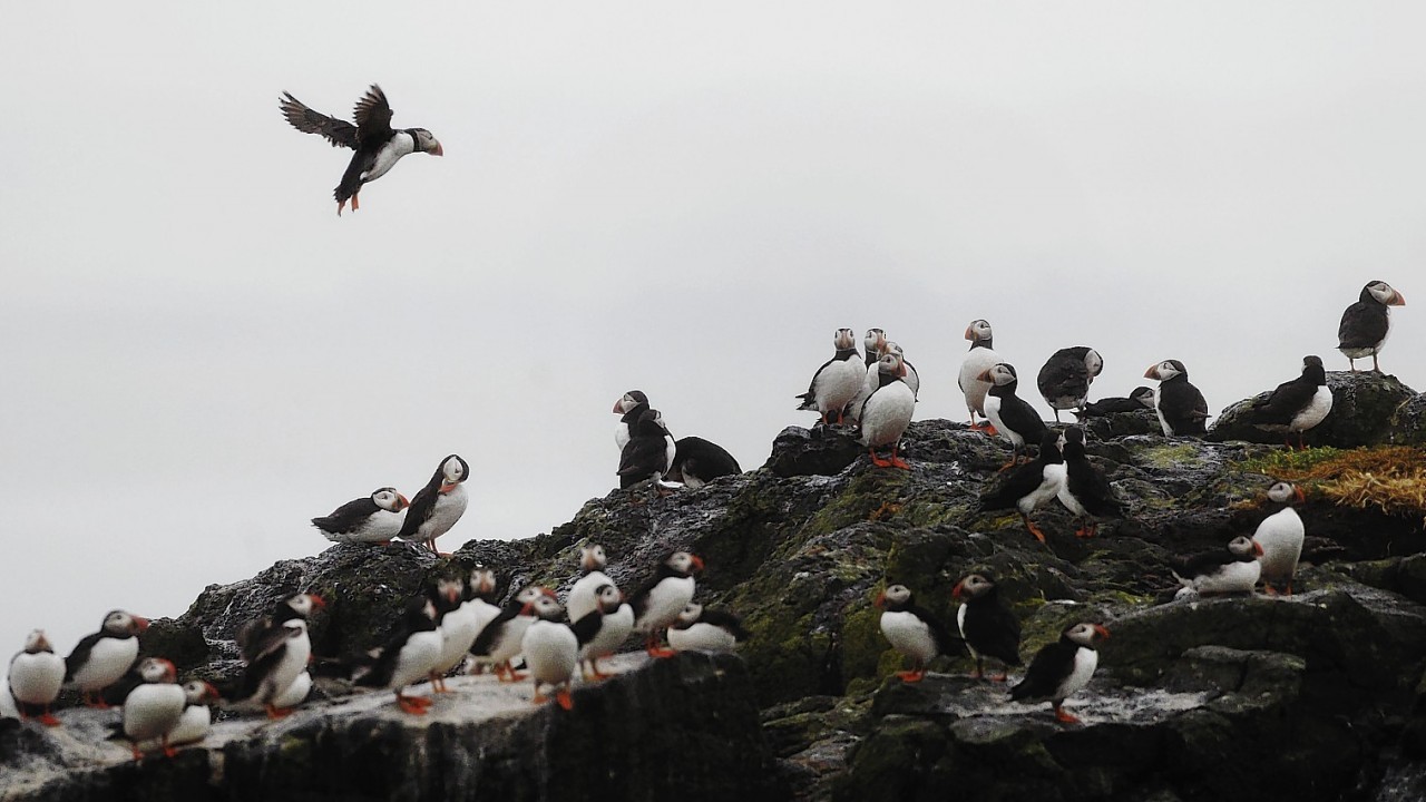 Puffins gathering on the Isle of May to breed