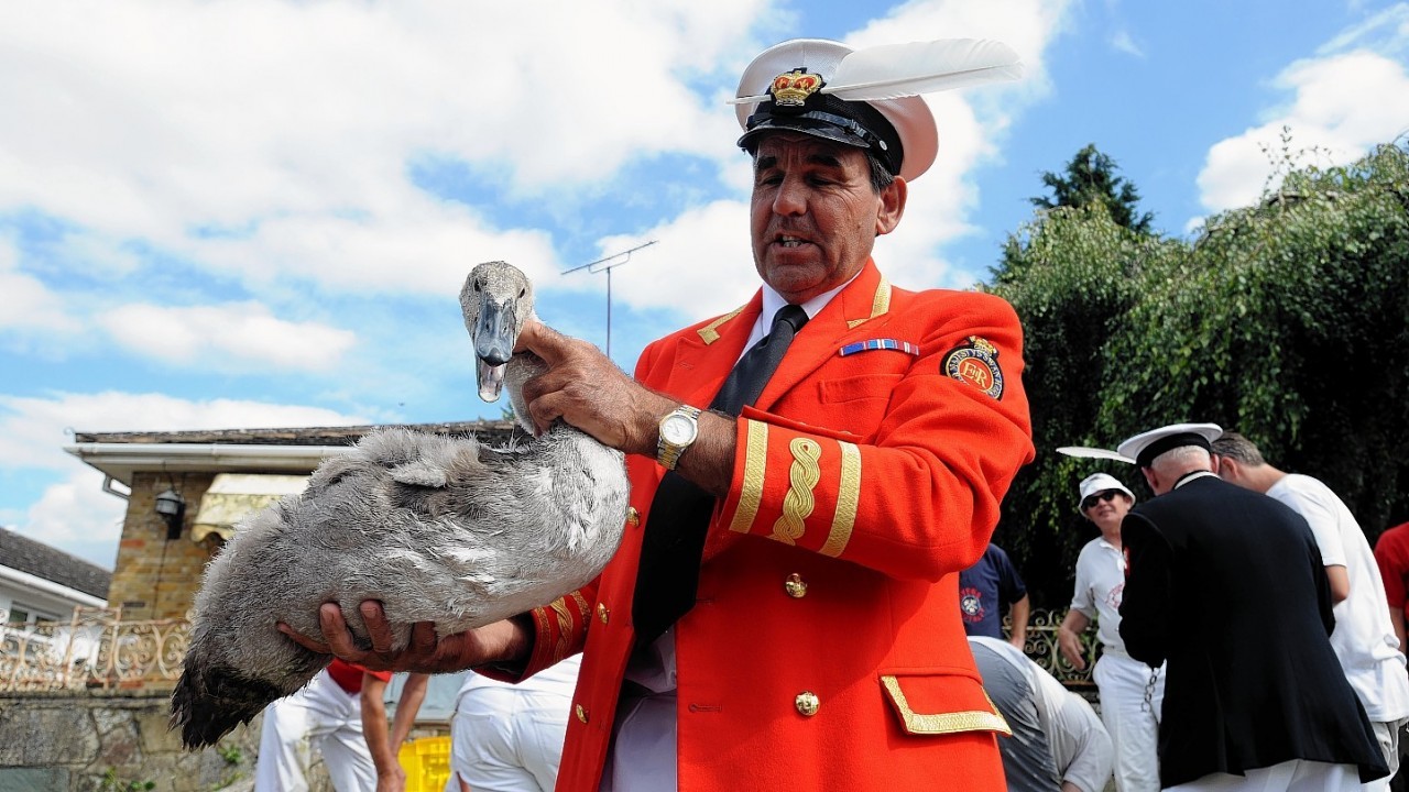 David Barber, The Queen's Swan Marker holds a cygnet during Swan Upping, the annual census of the swan population on the River Thames . Pictured July, 15 2014