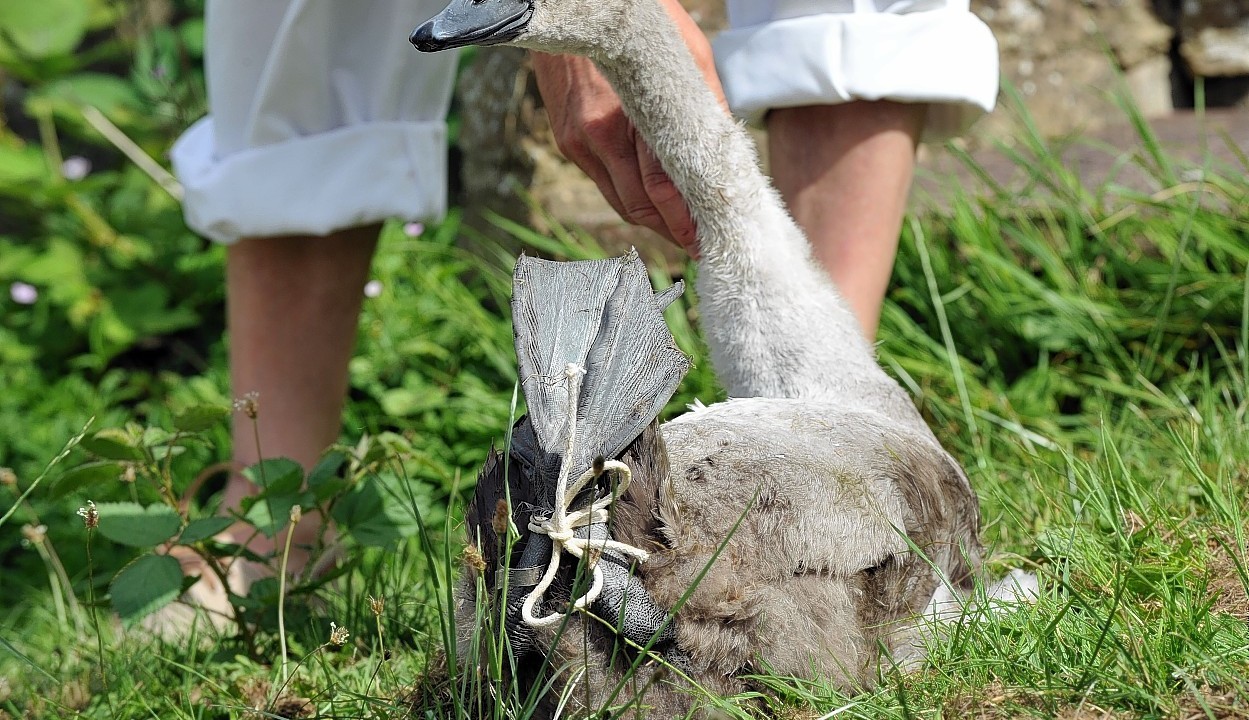 Swans and their cygnets are caught on the River Thames for ringing and weighing during Swan Upping, the annual census of the swan population on the River Thames