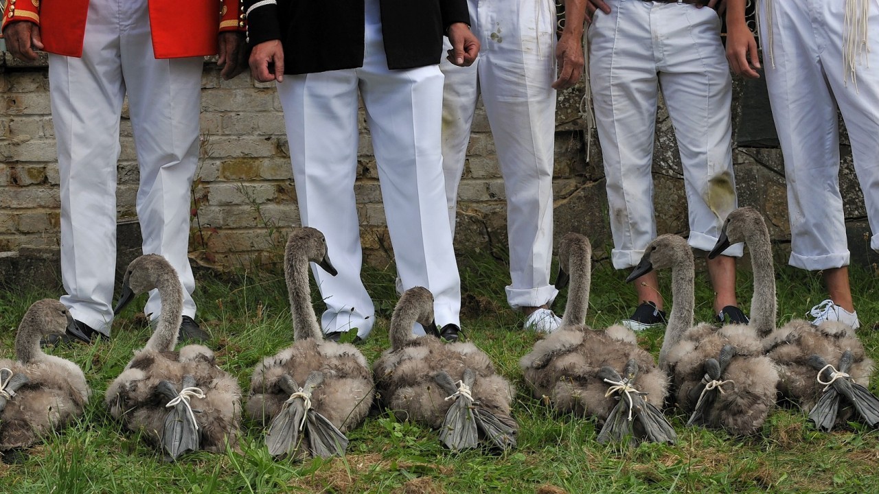 Swans and their cygnets are caught on the River Thames for ringing and weighing during Swan Upping, the annual census of the swan population on the River Thames