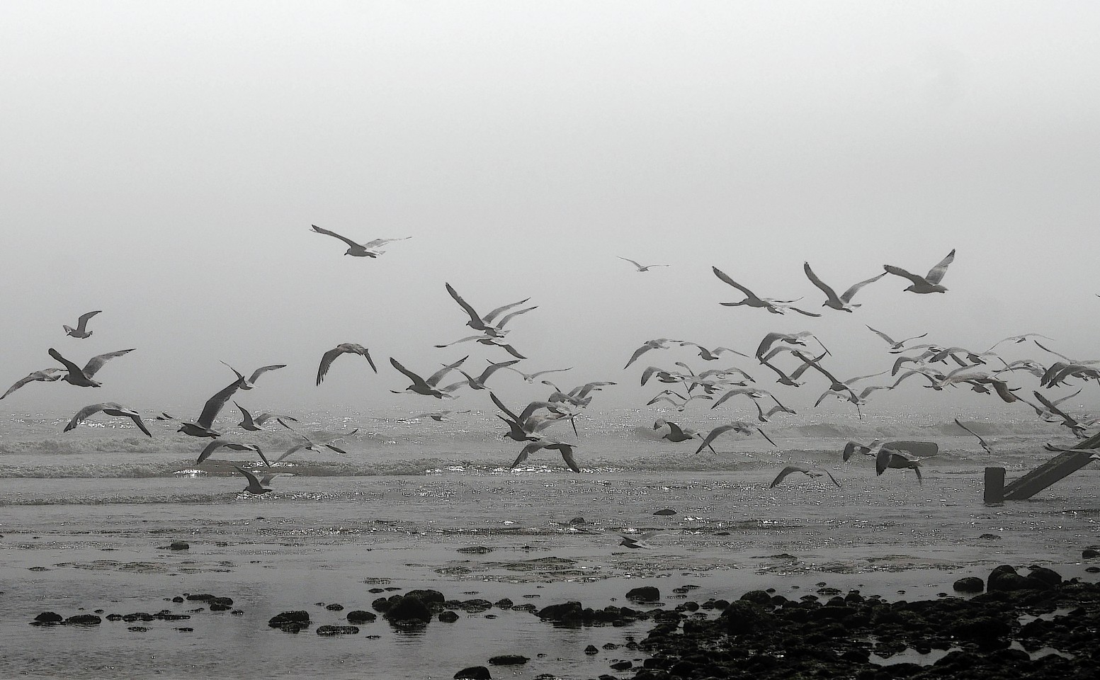 Herring gulls